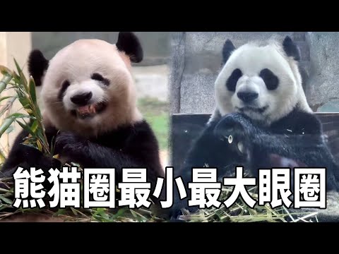 虫洞的最小和最大黑眼圈今天终于在无锡展出了，果然是见过大场面的熊猫，一出场就大大方方的给姨姨们展示吃播！【你好大熊猫】