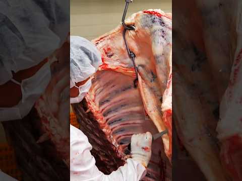 How a Whole Cow Is Deboned