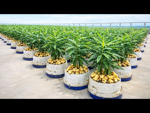 Plastic Container Ginger Method That Produces Year Round Harvests
