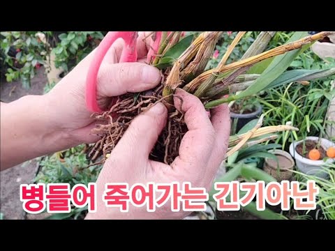 How to revive a dying Ginkgo tree and make it bloom more abundantly