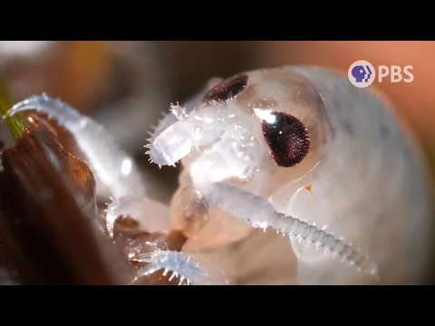 These 5 Beach Creatures Have Totally Secret Lives | Deep Look