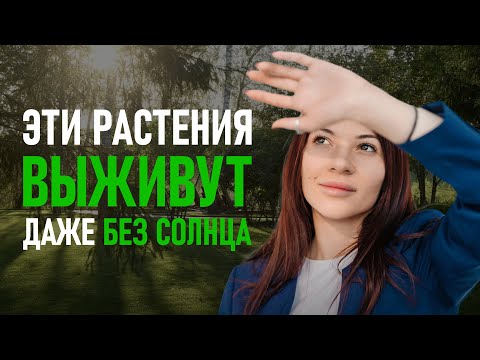 What to Plant in the Shade? Plants for Areas Without Direct Sunlight