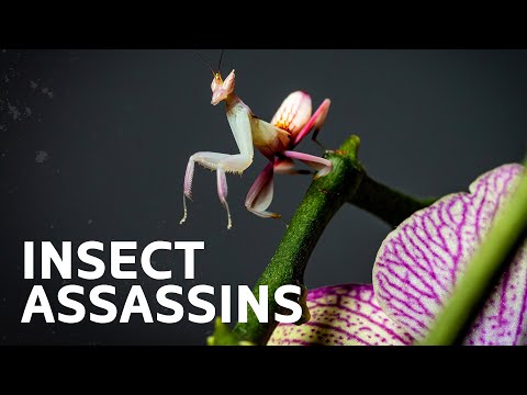 Masters Of Disguise: Meet The Creatures Lurking In The Wilderness | Nature Documentary