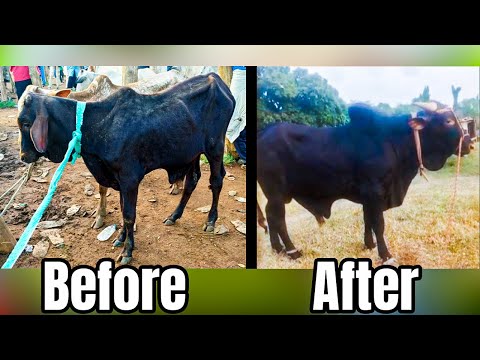 My Farm is more than Ghc100,000( Figo farms)