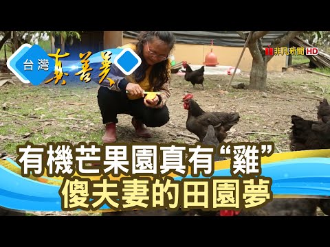 “有機芒果園”真有“雞”│瑞林有機農場│【台灣真善美】2020.05.31