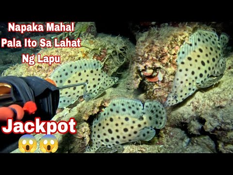 Episode 570 Dive 3 napaka Mahal Pala nito sa lahat Ng klase Ng lapu night spearfishing Philippines