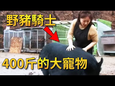 女人養了頭400公斤的豬當寵物，不只聽懂人話還會看門！連主人的指令也能聽懂【小奶狗觀影】