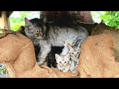 We are cold and hungry, can you take us home?