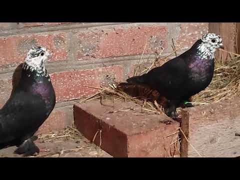 17.02.2025г Игоровые, Винтовые голуби Юрия Карповича 👍