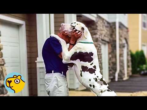 Giant Dog Hugs And Kisses Every Neighbour In His Town | Cuddle Buddies TV