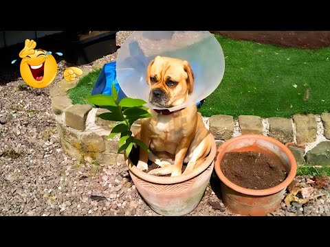 HILARIOUS DOGS Being Weird 🤪 NEW Funniest Dogs Video 2026