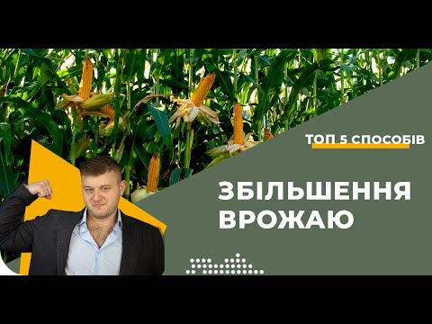 Як підвищити урожайність кукурудзи? 5 способів🌽
