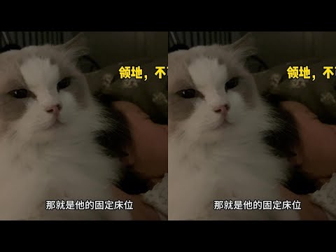 一到冬天，床上就长猫，还会因为抢床位而内斗