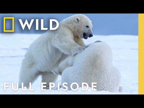 Bear Country (Full Episode) | America's National Parks | Nat Geo Animals