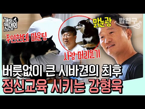 [#밥친구] 사람 머리 뜯고, 마운팅까지...? 버릇없이 큰 시바견, 제대로 '정신교육' 시키는 강형욱 | 개와 늑대의 시간 5회