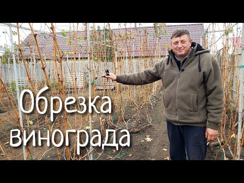 Обрезка виноградных кустов осенью. Готовимся к укрытию на зиму