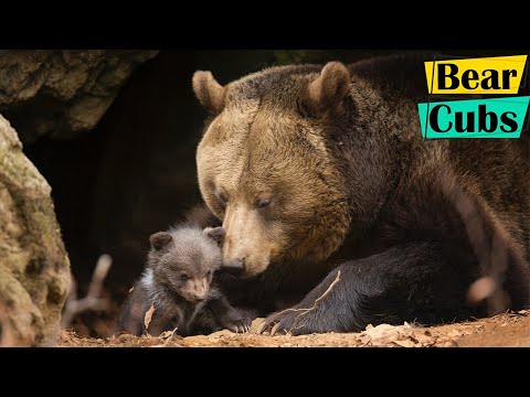 Grizzly Bear Mother Protects Her 3 Tiny Newborns Cubs