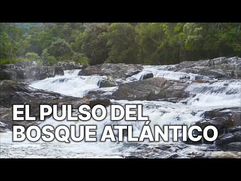 El Pulso del Bosque Atlántico | Especies Únicas