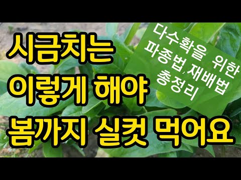 이렇게 해야 봄까지 실컷 먹어요 -시금치 다수확을 위한 파종법 재배법 총정리