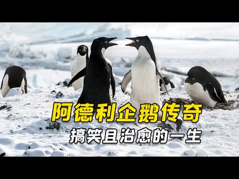 阿德利企鹅化身超级英雄,保护帝企鹅宝宝,驱赶凶狠的猛禽