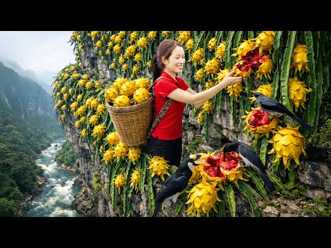 Cliffside Harvest of Golden Dragon Fruit — A Daring Rocky Wall Treasure from the Mountains