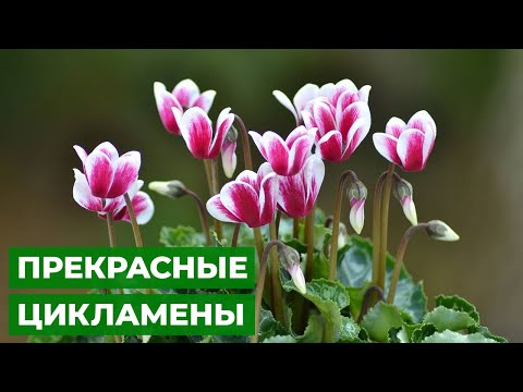 ЭЛЕГАНТНЫЕ КАК БАБОЧКИ | уход за цикламеном