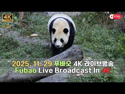11์ 29์ผ์ ํธ๋ฐ์ค์ ํ๋ฃจ๋ฅผ 4K ๊ณ ํ์ง ๊ณ ์์ง ๋ฐฉ์ก์ผ๋ก ๋ง๋๋ณด์ธ์.(4K Fubao Live Broadcasting)
