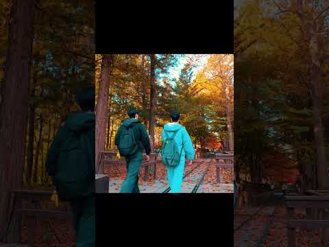 Autumn in Korea - Seasons #cinematic #korea #wavetoearth #djiosmopocket3 #seoul