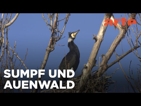 Das große Auenland | Europas Amazonien | ARTE Family
