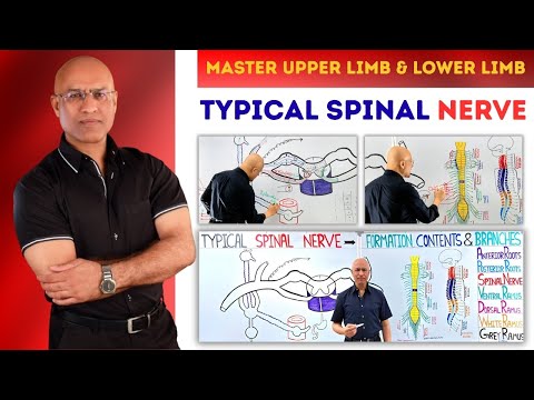 Master Typical Spinal Nerve | Upper Limb Lower Limb