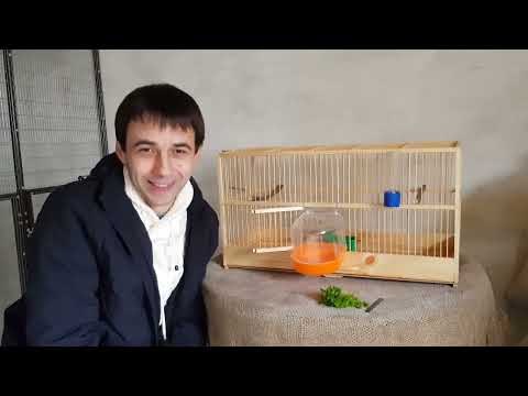 Канарейки,условия содержание и кормление .