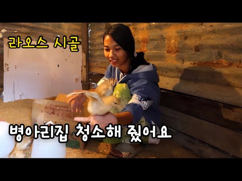 I cleaned the chick coop. The chicks have grown twice or three times.