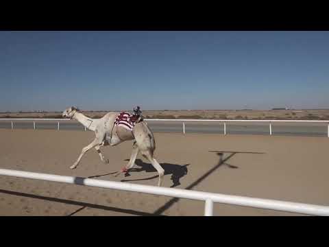 ش1 زمول 1447/07/29هـ - 2025/12/20م (وضاح) صالح عوض عيفان الحليفي