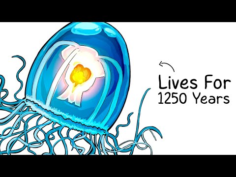 Why it Sucks To Be Born As an Immortal Jellyfish