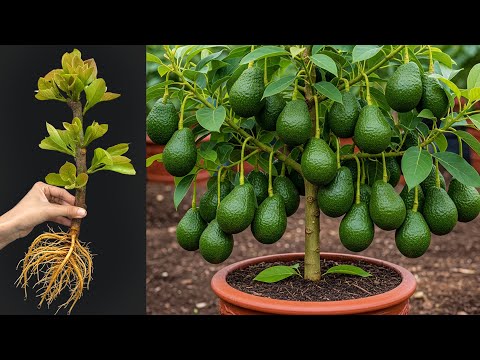 Amazing technique for growing avocados to boost fruit production #Avocado