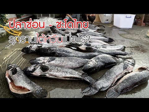 ตั้งแต่เมื่อไรที่ 'ปลาช่อน ปลาชะโด' จากไทยกลายเป็นปลาอันตรายในไต้หวัน