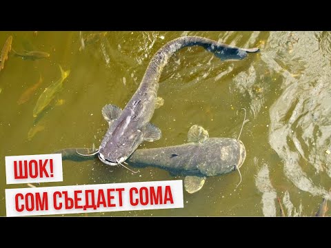 3 МЕТРОВЫЙ СОМ ЭТО НАДО ВИДЕТЬ | ТОП 5 ЛУЧШИХ МОМЕНТОВ НА РЫБАЛКЕ