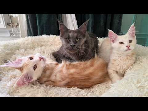 Grandma Luna Loves To Cuddle With Her Grandkittens!