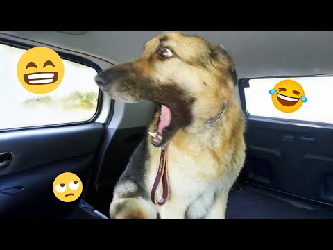 I dare you not to LAUGH at these FUNNY DOGS 😁🦮 - Best Funny Animals Videos 2025 #142