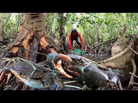 Nagkalat Ang mga alimango sa lumang fishpond/catch & sell