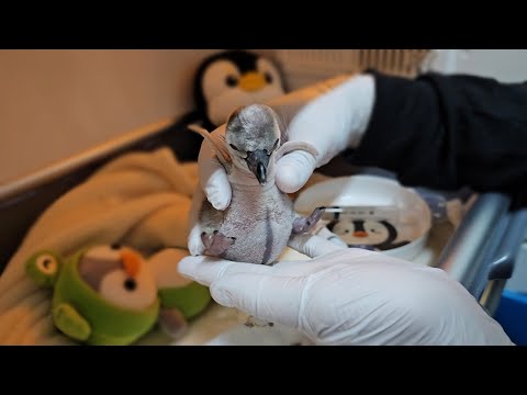 알에서 갑자기 아기펭귄이 태어났어요!!! 작고 너무 소중해....심장이 아프네요ㅠㅠ