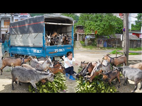 Buy Many Goat From Farmer Man - Use Truck To Transport Many Goat Go To Market Sold Out in 60minutes