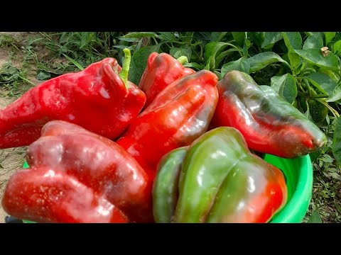 Когда сеять ПЕРЕЦ и ТОМАТЫ 100% будет крепкая рассада