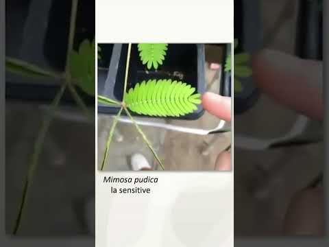 🪴 Les plantes sont-elles sensibles ?  #biologie #plantes #communication