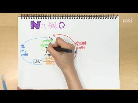 질소의 순환 | 가볍게 공부하는 박소현의 생명과학 스케치북, 개정 생명과학, 노트필기, 문제풀이 | EBSi 고교강의