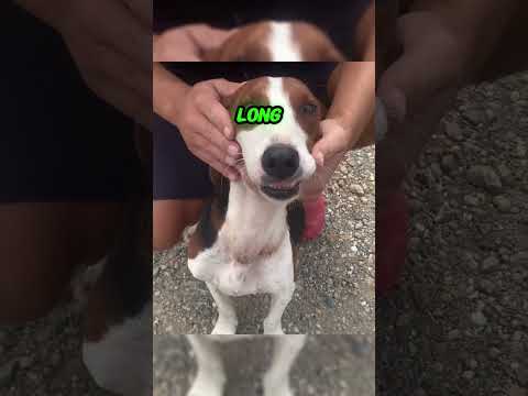 Dog Escaped From The Chain And Come To Us #dog #escape #chain #rescue