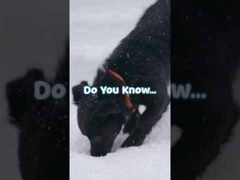 The Truth About Why Dogs Hide Bones! 🤯🐕