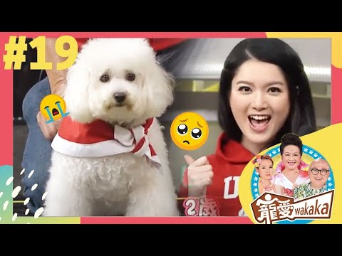 狗狗的忍耐力大考驗 ，現在不准吃！ | 寵愛wakaka | 家燕媽媽、林盛斌、呂慧儀 | TVB 親子節目 | 寵物節目 |