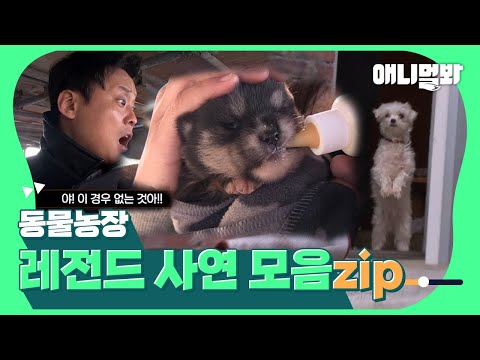 People And Dogs, Compilation of Legendary Stories