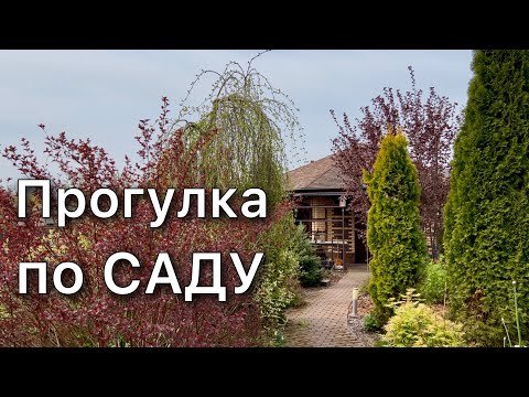 Plants overview with names. Rare conifers. Flowering perennials. Lawn. Gardening